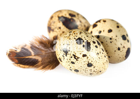 common quail eggs Stock Photo