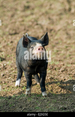 Black domestic piglets in free range husbandry on a organic farm england UK europe Stock Photo