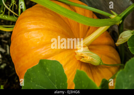 Pumpkin ready to harvest in a raised bed garden in Issaquah, Washington, USA Stock Photo