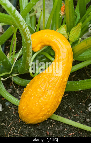 Crookneck Summer squash growing in a garden in Issaquah, Washington, USA Stock Photo