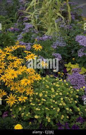 Heliotropium arborescens, Rudbeckia hirta 'Prairie Sun', Arundo donax 'Variegata', Perilla frutescens - red - Japanese Basil in Stock Photo