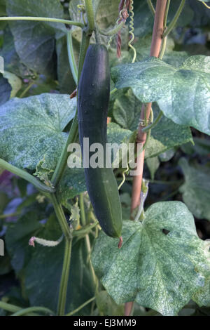 Cucumber showing symptoms of severe Red Spider Mite infection - Tetranychus urticae Stock Photo