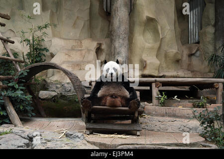 panda bear resting in the zoo Stock Photo