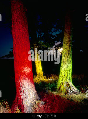 Pine trees light up with colored lights in central Oregon Blue mountains. USA Stock Photo