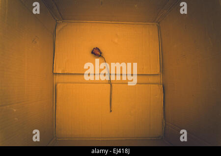 vintage bird cage hanging Stock Photo