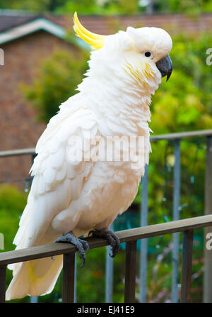 Ruffling its feathers on Sydney balcony, this sulphur-crested cockatoo is a common sight in New South Wales, Australia Stock Photo