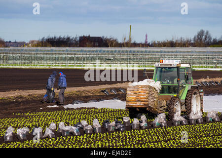 Tarleton, Southport, Lancashire, UK 21st March, 2015.  Warm temperatures and drying soils enable farm workers, labourers and owners to plant Iceberg lettuce under fleece which should should now thrive in the newly tractor tilled soil. This area, largely rural land devoted to vegetable crops grown on the rich and fertile soil of Tarleton Moss, supplies many of the major supermarkets in the UK as well as independent retailers, wholesalers, food service, food manufacturing sectors. Stock Photo