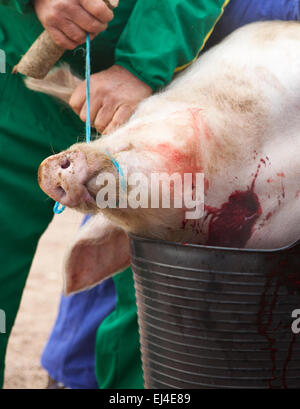 Traditional home slaughtering in a rural area. Farmer gather the blood and stiring it avoiding the coagulation Stock Photo