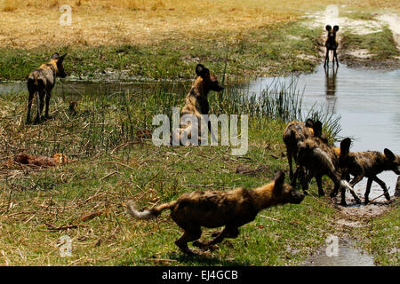 Active pack of endangered African Wild Dogs, taking off on another hunt, 84% of hunts result in a kill usually Impala Stock Photo