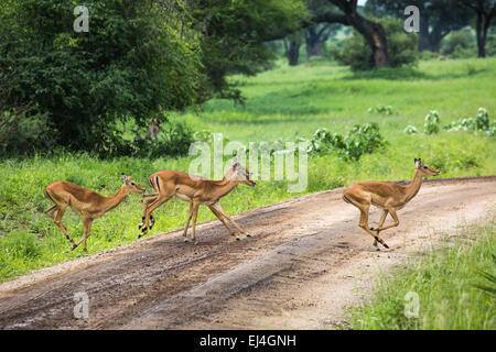 Female impala with young impala. Tarangire National Park - Wildlife Reserve in Tanzania, Africa Stock Photo