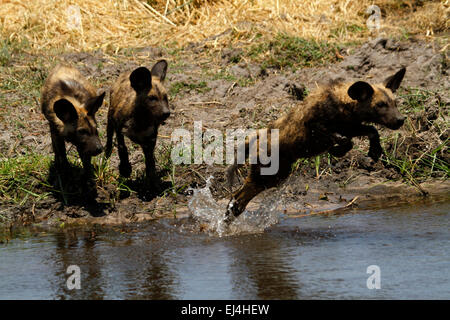 Active pack of endangered African Wild Dogs, lined up to cross the water, one in mid air jumping to avoid getting wet & crocs Stock Photo
