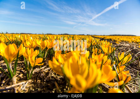 Mass cultivation of Crocus, Spring Crocus (Crocus vernus), on a field in North Holland Stock Photo