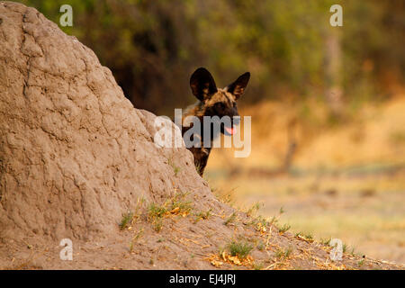 Endangered African Wild Dog, this species are close to extinction. This dog is beside a termite mound. They have big ears Stock Photo