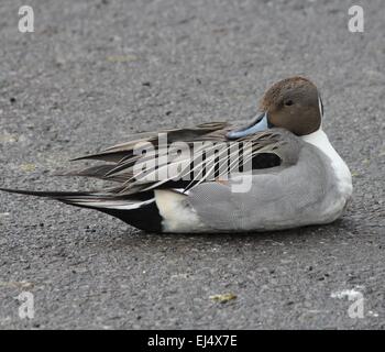 A male Northern Pintail duck (Anas acuta) lying on a snowless area of parking lot next to frozen over pond in southern Ontario Stock Photo