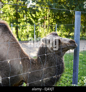 Bactrian camel behind the wire fence Stock Photo