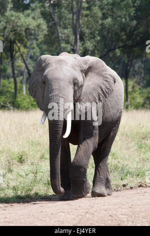 African elephant returning to the Mara from the marshes Stock Photo