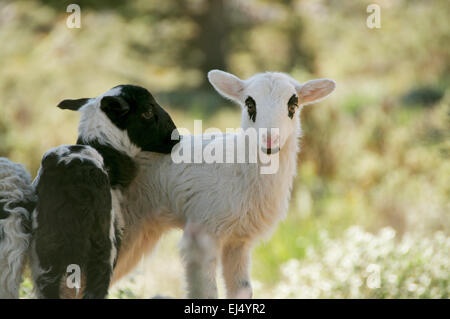 Two new born lambs on Crete Stock Photo