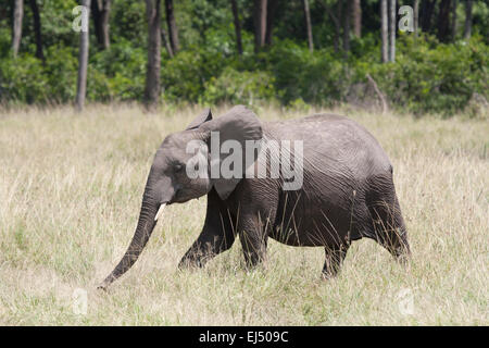 Juvenile elephant returning to the Mara from the marshes Stock Photo
