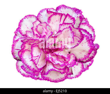 Top view beautiful multicolor carnation flower isolated on white background Stock Photo