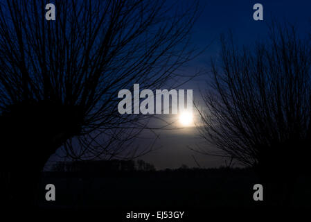 Moon between two plloard willows at night with dark blue sky and branches. Stock Photo