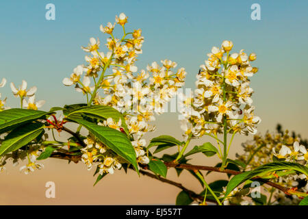 Bird cherry branch Stock Photo