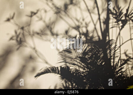 Soft shadows on a garden wall Stock Photo