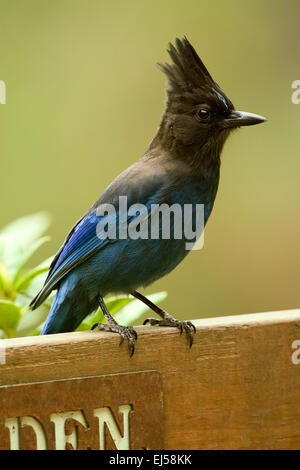 Steller's Jay (Cyanocitta stelleri) with its crest raised, sitting on the back of a garden bench in Issaquah, Washington, USA. Stock Photo