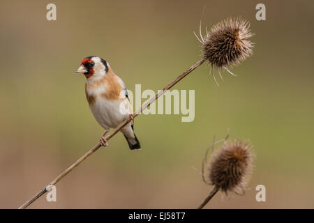 Goldfinch Carduelis carduelis perched on Teasle Stock Photo