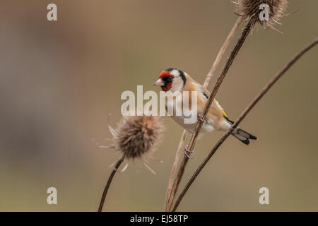 Goldfinch Carduelis carduelis perched on Teasle Stock Photo