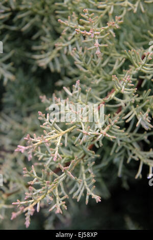 Cupressus arizonica var. glabra 'Aurea' Stock Photo