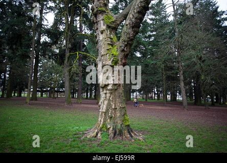 Portland, OR, USA. 26th Feb, 2015. Feb. 26, 2015. The pine trees around Alberta Park in the Northeast part of Portland are covered with bright green moses on a rainy day in Portland, Oregon. © Ralph Lauer/ZUMA Wire/Alamy Live News Stock Photo