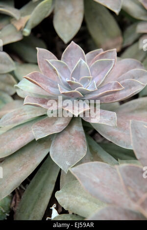 Pachypodium succulentum Stock Photo