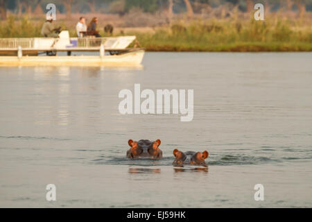 Two hippos swimming in the Zambezi river with a safari boat in the background, in Lower Zambezi National Park, Zambia, Africa Stock Photo