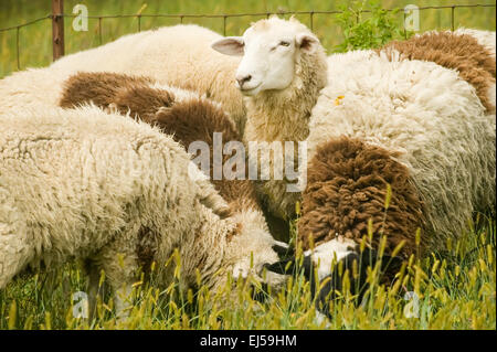 Close-up of Dorset sheep in a flock in a pasture near Galena, Illinois, USA.  The ewes are good mothers and good milkers. Stock Photo