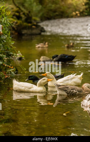A flock of domestic Pekin and Cayuga free-range ducks join domestic Chinese Goose and wild Mallard ducks in a stream