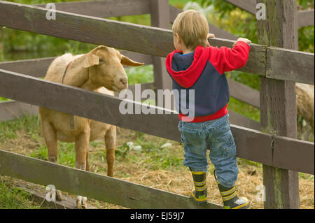 Young boy climbing fence to see a Nubian goat (named Whassup) who is poking his head through a wooden fence Stock Photo