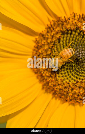 Honeybee pollinating sunflower (Helianthus multiflorus) in Issaquah, Washington, USA Stock Photo