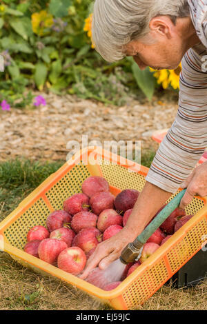 Woman washing freshly harvested Red Delicious apples outside with a hose in Carnation, Washington, USA Stock Photo