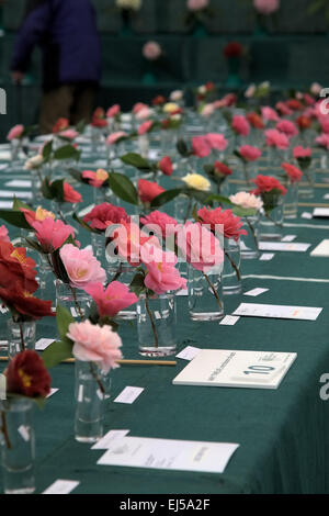 Camellia blooms on the showbench at the RHS Spring Show, Wisley April 2013 Stock Photo