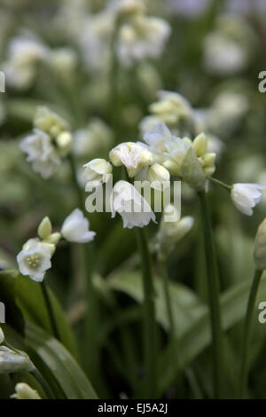 Allium Paradoxum Var Normale Stock Photo Alamy