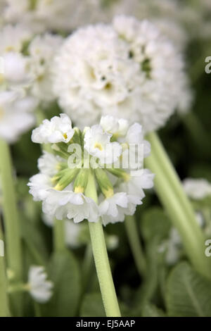 Primula denticulata var. alba Stock Photo