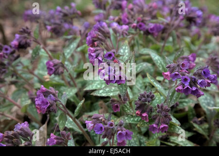 Pulmonaria 'Victorian Brooch' Stock Photo