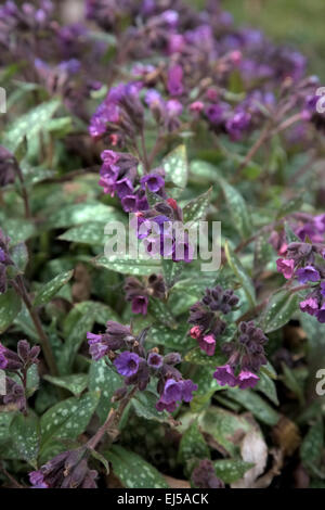 Pulmonaria 'Victorian Brooch' Stock Photo