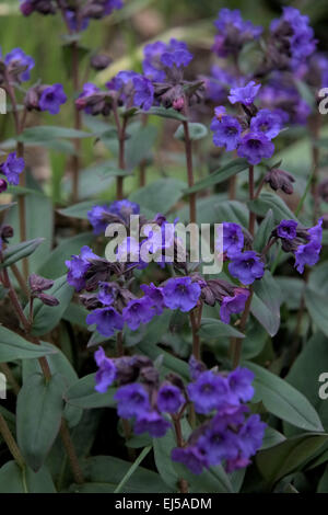 Pulmonaria 'Blue Ensign' Stock Photo