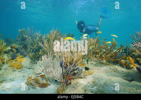 Man snorkeling underwater on a reef with soft coral and tropical fish, Caribbean sea, Panama Stock Photo