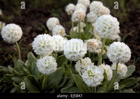 Primula denticulata var. alba at Marwood Hill Garden - early morning in mid April Stock Photo