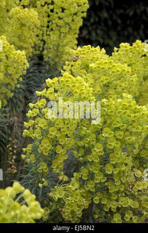 Euphorbia characias subsp. wulfenii Stock Photo