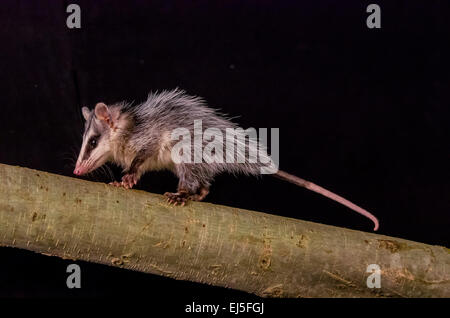 andean white eared opossum on a branch zarigueya Stock Photo