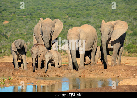 Family of African elephants (Loxodonta africana) at a waterhole, Addo Elephant National Park, South Africa Stock Photo