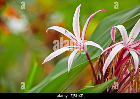 Giant Spider Lily, or Swamp Lily. Scientific name: Crinum amabile. Mui Ne, Binh Thuan Province, Vietnam. Stock Photo
